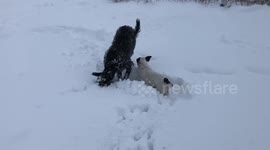 Puppy sees snow for the first time, does snow plough impression!