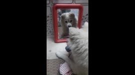 Pet dog gets scared of its own reflection