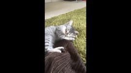 Cute kitten