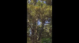 Thousands of bats swarm ancient temple in Vietnam