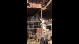 Sweet encounter between small cat and giant cow filmed at Romanian farm