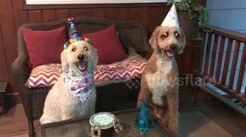 Little brother spoils big brothers happy birthday song