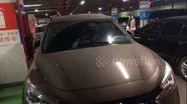 Poodle locked in car presses horn to attract attention