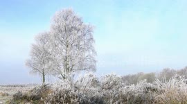 Beautiful Winter Hoarfrost At Chasewater Country Park