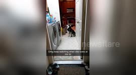 Husky’s reaction to owner putting her new tennis balls in the dryer