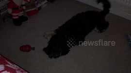 Funny Puppy Playing With New Toy