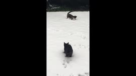 Kittens discovering snow for the first time