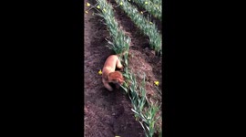 Crazy cocker spaniel going nuts in the daffodils