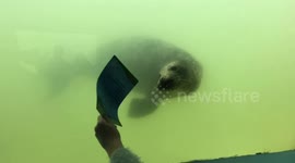 Clever seal enjoys playing with little girl at Cornwall aquarium