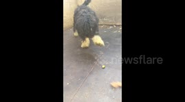 Hilarious puppy playing with an acorn!