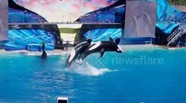 SeaWorld San Diego Orcas Breaching