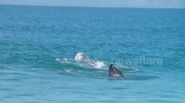 Gray Whale spotted 50 feet from shore at Redondo Beach