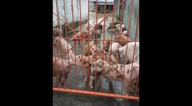 Pigs Run to the Dry Area During Flood in Indonesia