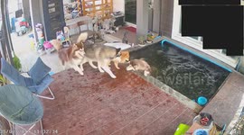 Group of pet huskies panic as their packmate falls into koi pond and can't get out