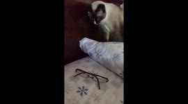 Cute Siamese cat afraid of eyeglasses