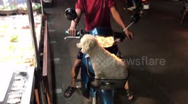 Doggy rides to market in owner's motorcycle basket