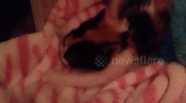 Adorable orphan kitten thinks blanket is her mommy
