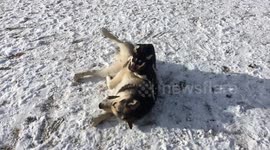 Huge malamute gets tackled by tiny pup