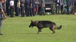 Thai military displays its team of attack dogs and sniffer dogs