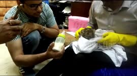 Leopard cub discovered in passenger's luggage at Indian airport