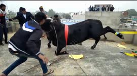On the horns of a dilemma: how to remove an angry bull from a roof?
