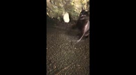 Cute Kitten Playing with a Dead Mouse