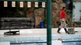 Clever sea lion knows to dunk, balancing ball and clapping