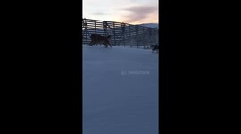 Dogs playing