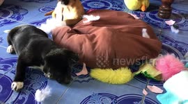 Puppies caught ripping apart pillow