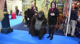 Just a gorilla doing the Floss