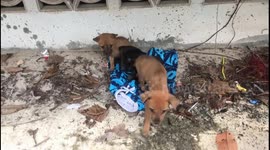 Dogs shelter under home during tropical storm Pabuk