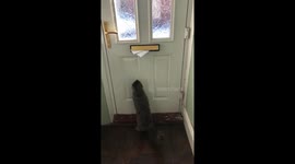 Cat jumping for mail