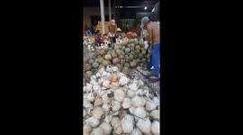 Three men use spears to peel 9000 coconuts a day