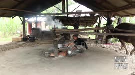 raditional way of grinding sugar cane....with buffalo