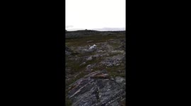 Chasing grouse