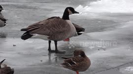 Cold and confused Canada geese caught in severe cold weather after failing to migrate this year