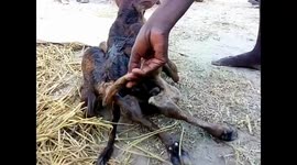 Bizarre Baby Calf born with seven leg & two tail in southern India