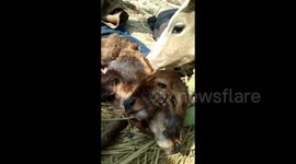 Two-headed calf born in east India receives tributes from local villagers
