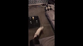 Zoomies