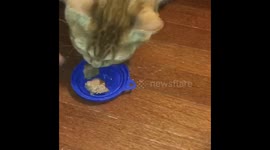 Fat rescue cat says “nom nom nom” while eating