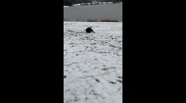 Just a choc lab enjoying the snow