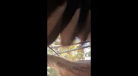 Horny cockatoo