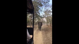 Terrifying moment elephant charges at visitors in safari vehicle