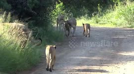 Safari out of Durban - Lions on the road and drinking water