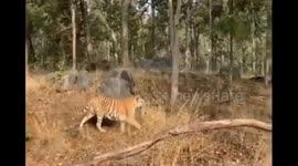 'Supermom’ wild tigress filmed with her latest litter of little cubs