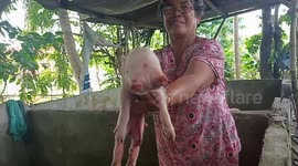 Mutant two-headed piglet fascinates residents at remote village in the Philippines