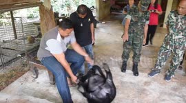 Touching moment gardener releases bear cub he rescued and hand-reared for two years