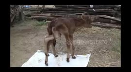 Mutant calf born with seven legs and two tails sends villagers and vets into tizzy in India