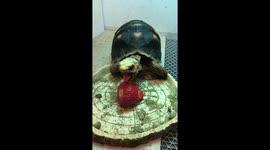 Tortoise struggles to eat strawberry treat on Chinese New Year's Eve