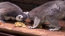 Zookeepers make dumplings for primates to celebrate Lunar New Year' Eve